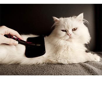 chat poils